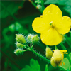 Celandine extract - Papilloderm Composition 